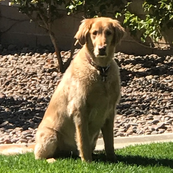 Meet your Posher, Bobbi - Picture 3 of 3